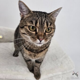 Očarujúca mačička ZOJKA hľadá domov - 10