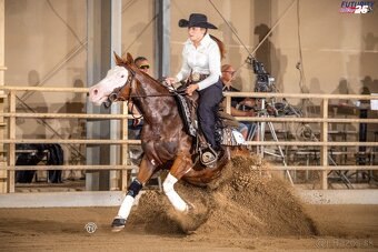 Palomino klisna American Quarter Horse, LTE rodiče i sestra - 10