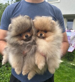 Pomeranian s pp FCI - 10