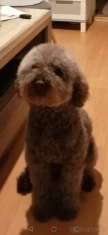 Lagotto Romagnolo - 10