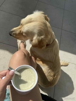 Predaj / Rezervácia šteniatok Zlatého retrievera - 10