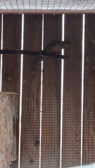 Papagaje rozely - 10