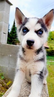 Sibirsky husky hasky - 10
