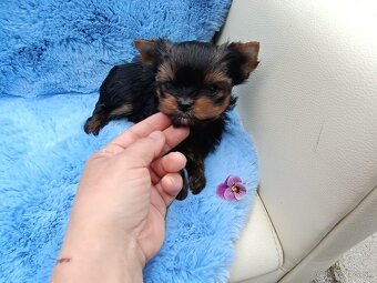 Yorkshire terrier - 10