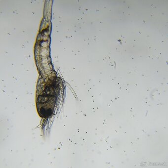 Krevetky Caridina Multidentata (Amano, Japonica) - 10