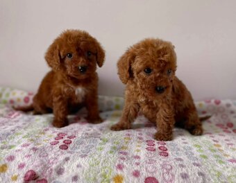 Dark Red Poodle girls pudel pudlik pudl - 10