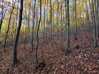 Vymením 3,8 ha lesného pozemku za ornú pôdu - 10