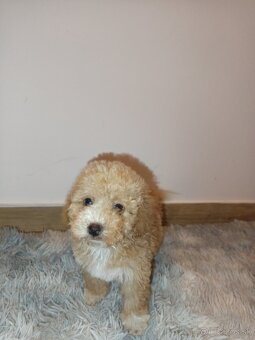 Toy Maltipoo - 10