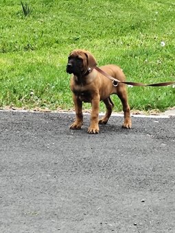 Tosa inu Štěňátka - 10