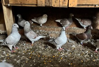 Poštové holuby štandard - 10