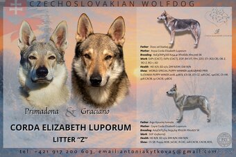 Fenka československý vlčiak s PP - 10