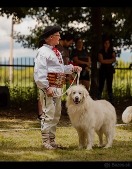 Slovenský čuvač s PP - 10