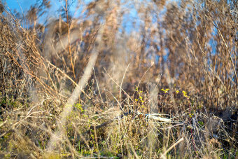 Helios 44M - 10