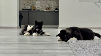 Šteniatka Americká Akita - 10