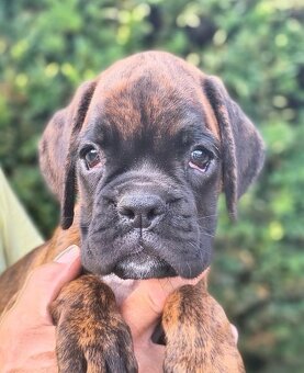 Nemecky boxer - 10