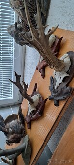 Trofeje a preparáty - 10