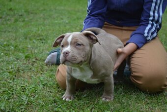 American bully - 10