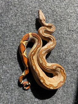 Veľhad kráľovský , Boa constrictor - 10