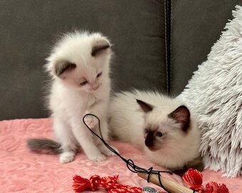Ragdoll - 10