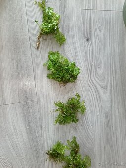 Akvarijné rastliny - 10