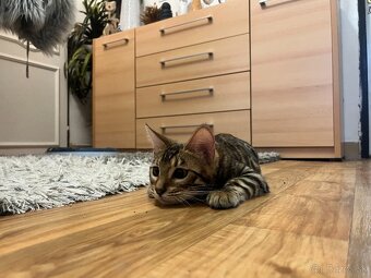 Bengalska mačka - 10