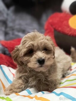 Maltipoo - 10