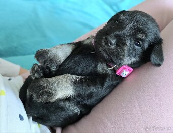 Malý čiernostrieborný bradáč s PP - 10