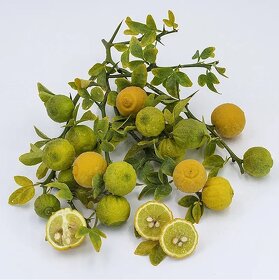 Citrónovníkovec trojlistý - vonku rastúci citrus do -27℃ - 10