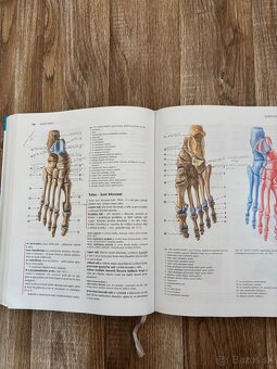 Anatomia Čihák 1,2 - 10