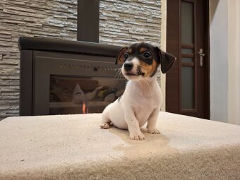 Jack russel terier - 10