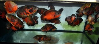 Americké cichlidy dovoz 9.11 RK-BB - 10