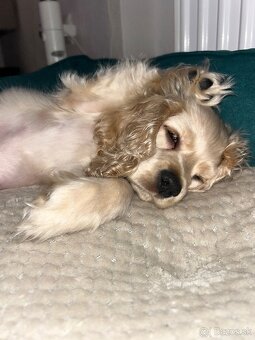 Americký kokerspaniel / kokeršpaniel / koker / kokršpaniel - 10