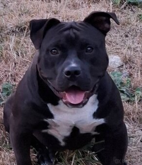 AMERICAN BULLY - 10