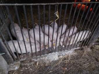 Predám odstavčatá - 10