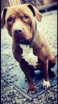 American Bully XL, šteniatka 8 týždňov - 10