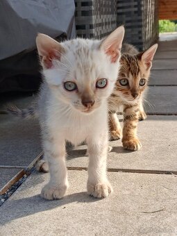 bengal bengalska macka bengalske maciatka - 10