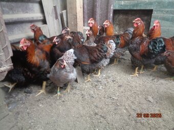 Sliepky wyandotky zlatej lemovanej - 10