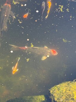 Buterfly koi ,Japonské koi kapre - 10