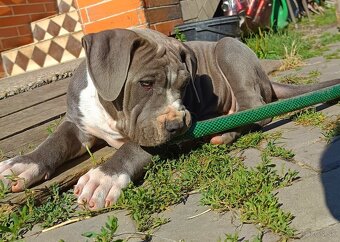 American Bully XL, Americký stafordšírský teriér, - 10