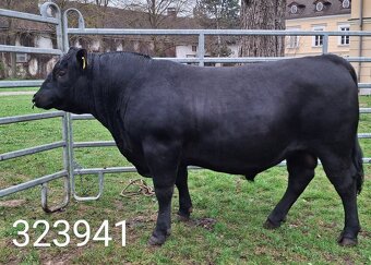 Plemenný býk Aberdeen Angus - vakcinovaný na Bluetongue - 10