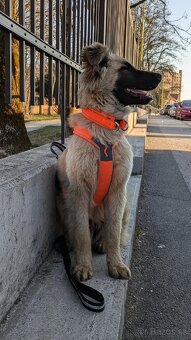 Kastrovaný mladý psík hľadá opatrovníka na jún a júl - 10