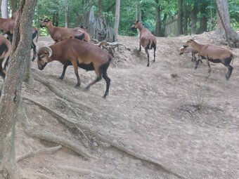 Kamerunske ovecky - 10