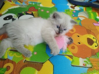 Ragdoll - 10