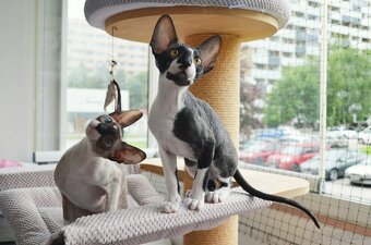 Cornish rex s PP - 10