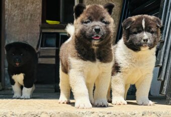 Americká Akita - 10