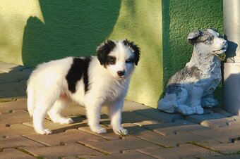 Šteniatka Border Kólia - 10