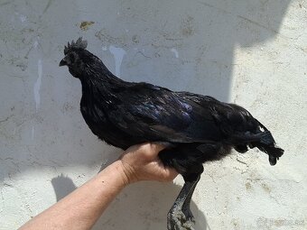 Ayam cemani - 10