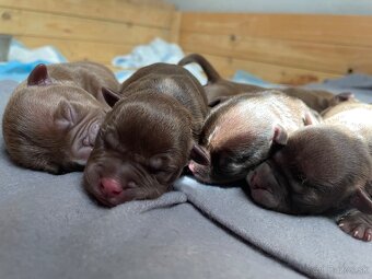 American bully POCKET - 10