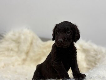 Labradoodle - 10
