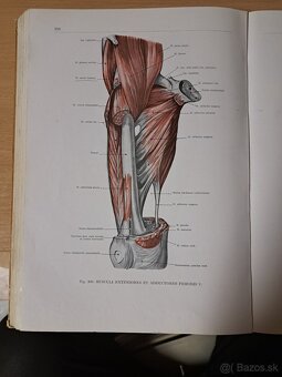 Atlas ĺudskej anatómie 1,2,3. - 10